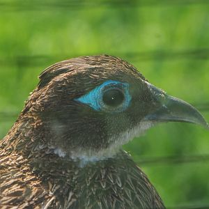 Himalayan monal pheasant hen  (Lophophorus impejanus), 2021-07-20