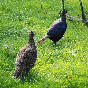 Himalayan monal pheasant pair (Lophophorus impejanus), 2021-07-20