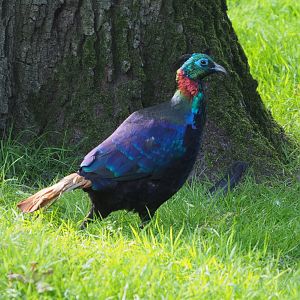 Himalayan monal pheasant rooster (Lophophorus impejanus), 2021-07-20