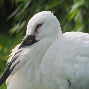 Oriental white stork (Ciconia boyciana), 2021-07-20