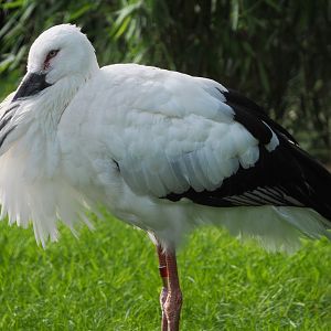 Oriental white stork (Ciconia boyciana), 2021-07-20