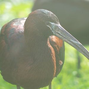 Glossy ibis (Plegadis falcinellus), 2021-07-20