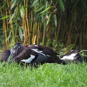 White-winged wood duck (Asarcornis scutulata), 2021-07-20