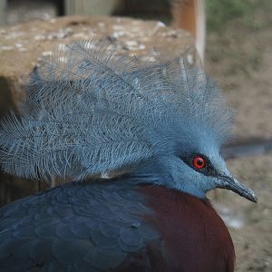Sclater's crowned pigeon (Goura sclateri), 2021-07-20