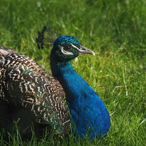Blue peafowl (Pavo cristatus), 2021-07-20