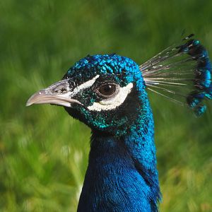 Blue peafowl (Pavo cristatus), 2021-07-20