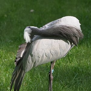 Preening Demoiselle crane (Anthropoides virgo), 2021-07-20