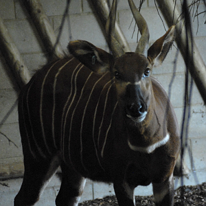 Bongo 2 - Into Africa