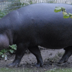 Pygmy Hippopotamus - Marwell 2021