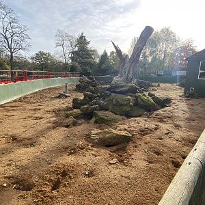 Meerkat exhibit 071121