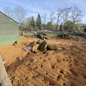 Meerkat exhibit 071121