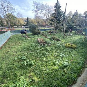 Mixed procyonid exhibit 071121