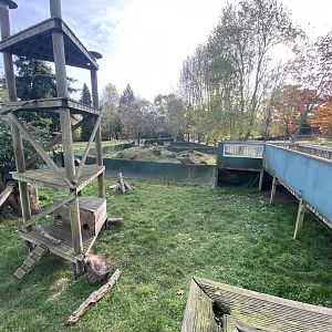 Mixed procyonid exhibit 071121