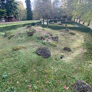 Black-tailed prairie dog exhibit 071121