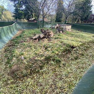Banded mongoose exhibit 071121