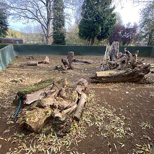 Brazilian guinea pig exhibit 071121