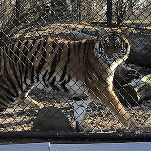 Amur Tiger at Beardsley Zoo