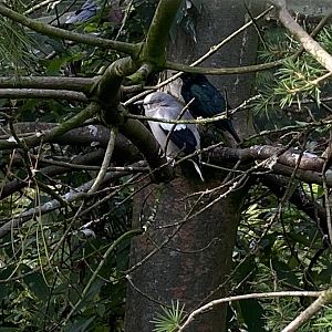 White-shouldered starling 071121