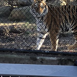 Amur Tiger at Beardsley Zoo