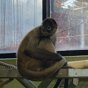 Spider Monkey at Beardsley Zoo