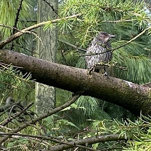 Species ID please? 071121