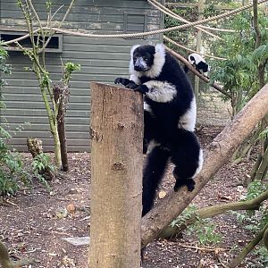 Black and white ruffed lemur 071121