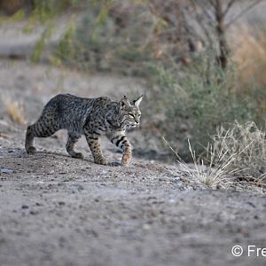 bobcat (female)