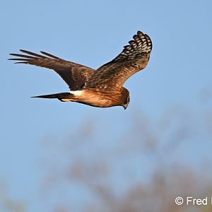 northern harrier (male)
