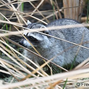 northern raccoon