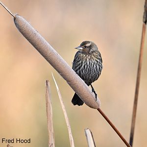 red winged blackbird (female)