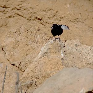 Black Wheatear (Oenanthe leucura leucura)
