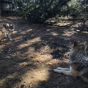 Mexican Wolves at the Beardsley Zoo