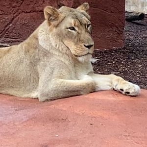Female Lion at Capron Park Zoo