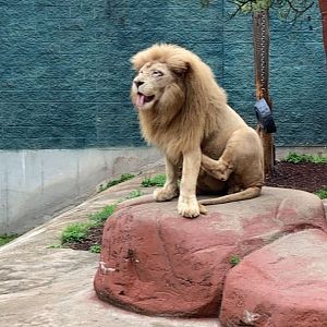 Male Lion at Capron Park Zoo