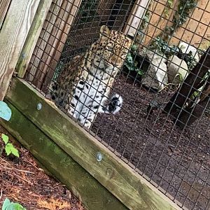 Amur Leopard at Capron Park Zoo