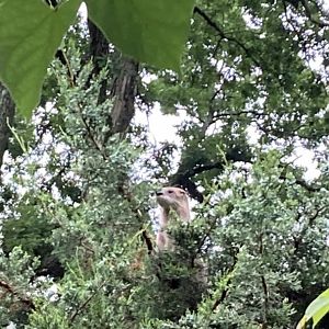 Otter in A Tree at Capron Park Zoo