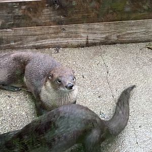 North American River Otters at Capron Park Zoo