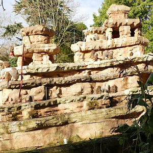 Hamadryas Baboon Rock, December 2021