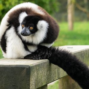Black and White Ruffed Lemur
