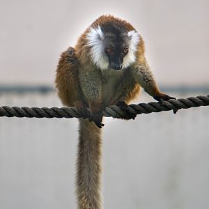 Black Lemur (female)