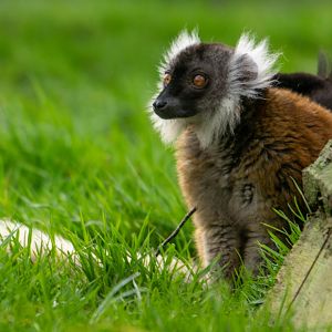 Black Lemur (Female)