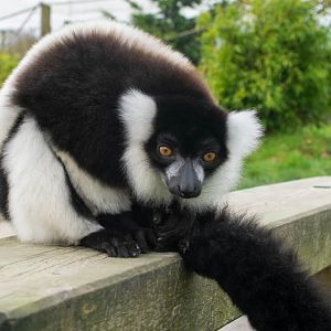 Black and White Ruffed Lemur