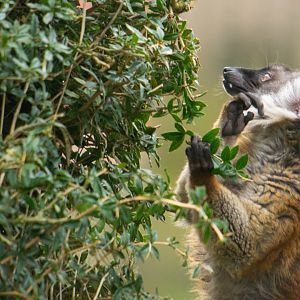 Black Lemur (Female)