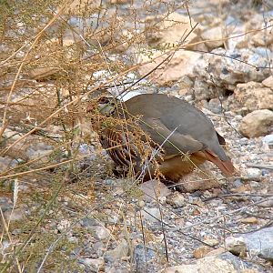 Red-legged Partridge (Alectoris rufa intercedens)