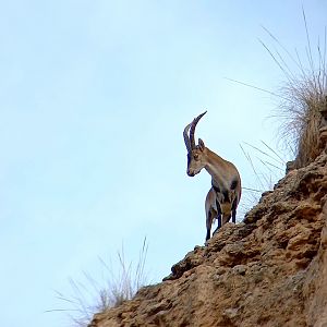 Southeastern Spanish Ibex (Capra pyrenaica hispanica)