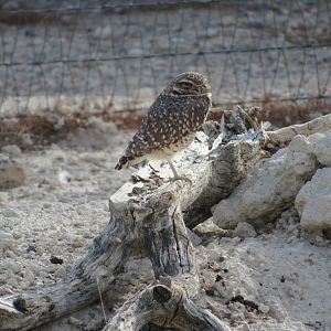 Burrowing Owl