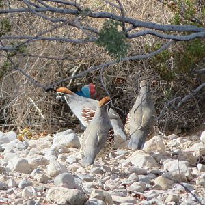 Flock of Gambel's Quail