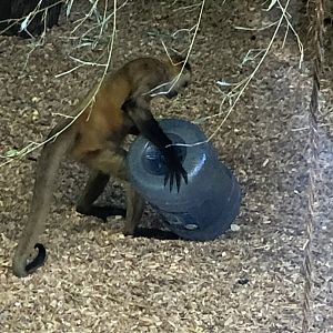 Spider Monkey At Beardsley Zoo
