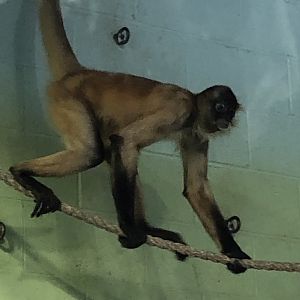 Spider Monkey at Beardsley Zoo