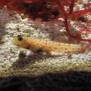 Orange Spotted Goby at Shedd Aquarium